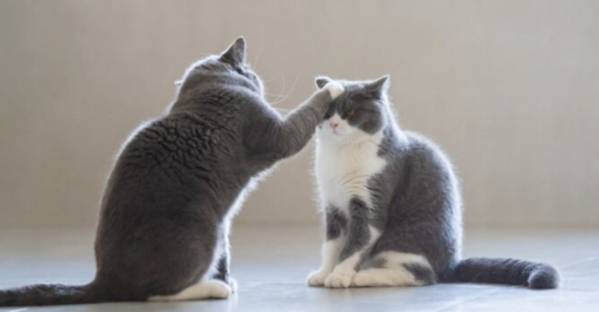 A grey British Shorthair cat exhibiting dominant behavior by placing its paw on another cat's head, illustrating early signs of feline aggression and boundaries.
