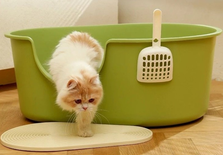 Cat litter box behavior problems: an indoor cat stepping out of a large open litter box, illustrating feline elimination issues, litter box avoidance, and indoor cat wellness.